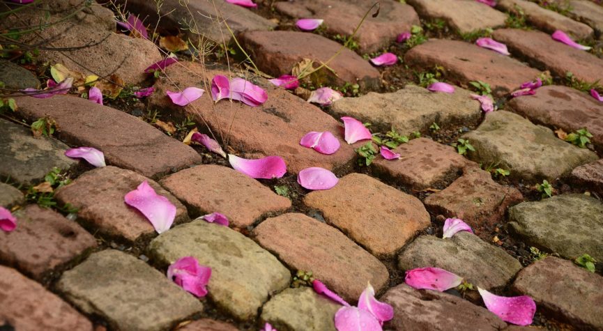 Pinkfarbene Blütenblätter auf altes Kopfsteinpflaster gestreut.