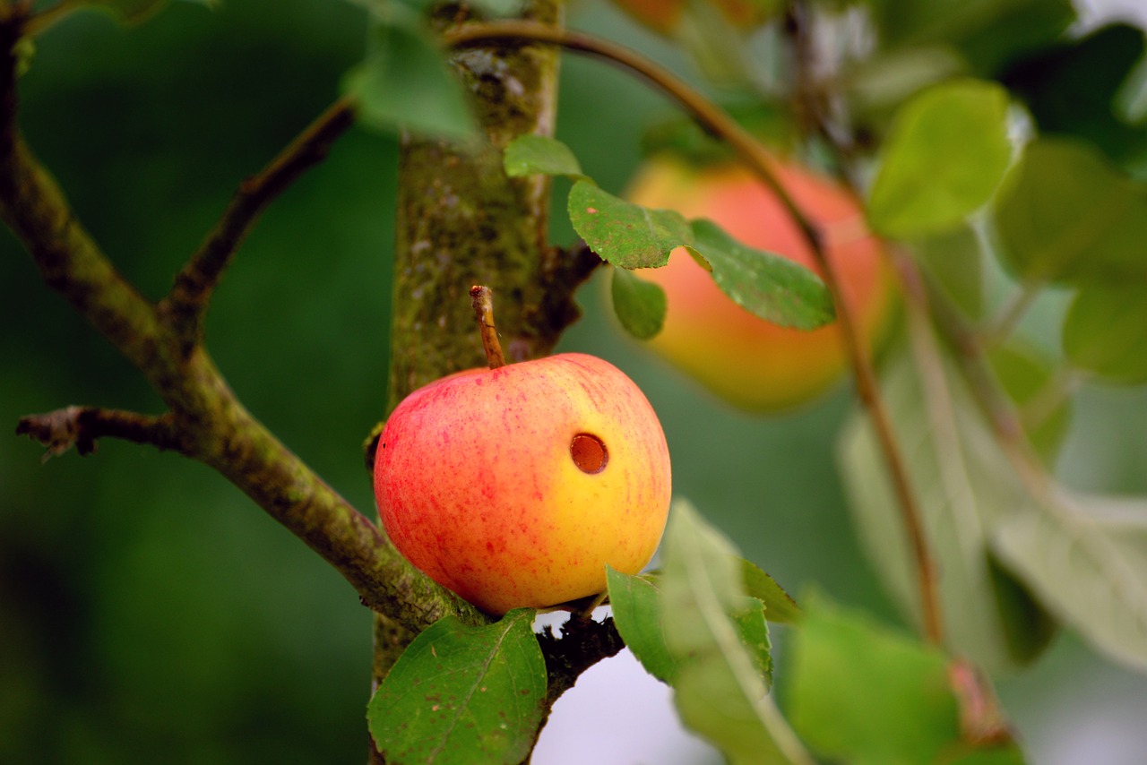 Manchmal hat der süßeste Apfel eine schlechte Stelle.