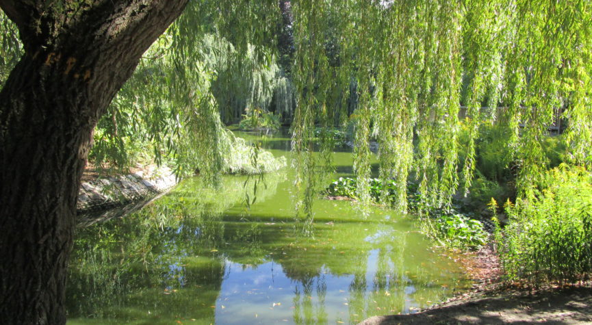 Trauerweide am Wasser