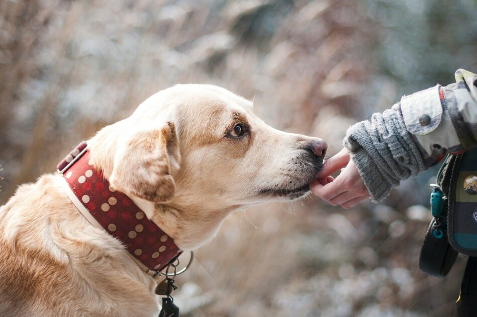 Traumdeutung: Ein Hund im Traum kann einen treuen Begleiter darstellen. Doch für manche Menschen wirkt er bedrohlich.