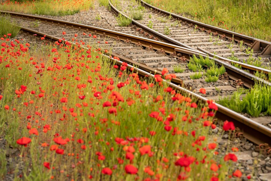 Zwei Schienenpaare trennen sich in verschiedene Richtungen. Im Vordergrund ein kleines Mohnblumenfeld. Im Hintergrund Wiese mit Gräsern.: Wie wir uns entscheiden, kann die Weichen das weitere Leben stellen.